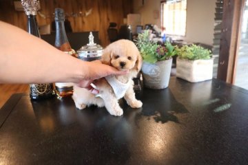 トイプードル(タイニー)【埼玉県・男の子・2021年11月22日・アプリコット】の写真「可愛い男の子」