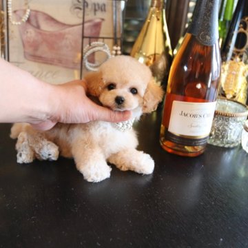 トイプードル(タイニー)【埼玉県・女の子・2023年12月5日・クリーム】の写真「耳が茶色いクリーム女の子♡」