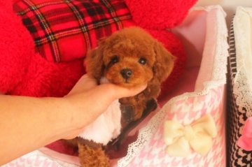 トイプードル(タイニー)【埼玉県・女の子・2013年10月28日・レッド】の写真「」