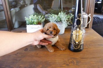 トイプードル(タイニー)【埼玉県・女の子・2019年1月10日・アプリコット】の写真「おっとりした女の子」