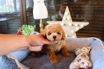 トイプードル(タイニー)【埼玉県・男の子・2019年4月28日・アプリコット】の写真「とってもかわいい子☆」