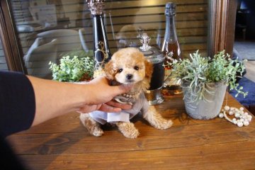 トイプードル(タイニー)【埼玉県・女の子・2018年11月10日・アプリコット】の写真「お目目くりくり♥」