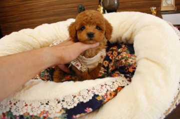 トイプードル(タイニー)【埼玉県・男の子・2015年2月20日・アプリコット】の写真「PRAにはなりません」