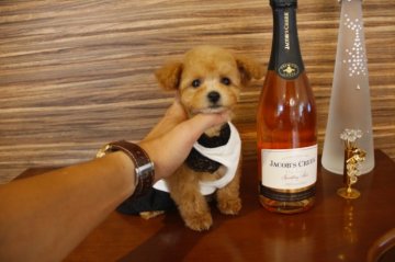 トイプードル(ティーカップ)【埼玉県・女の子・2015年5月1日・アプリコット】の写真「今人気のアプリコットの♀」