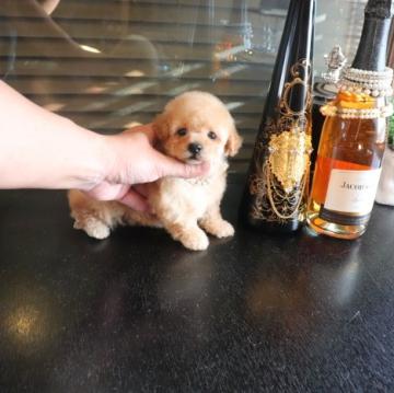 トイプードル(タイニー)【埼玉県・男の子・2022年9月1日・アプリコット】の写真「とっても可愛い男の子」