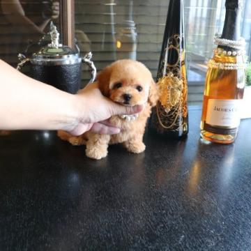 トイプードル(タイニー)【埼玉県・女の子・2022年6月15日・アプリコット】の写真「スーパードアーフちゃん」