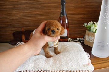 トイプードル(タイニー)【埼玉県・男の子・2015年2月14日・レッド】の写真「PRAにはなりません」