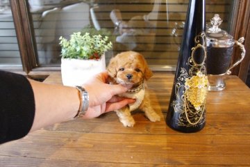 トイプードル(タイニー)【埼玉県・男の子・2019年1月1日・アプリコット】の写真「おっとり系男の子☆」