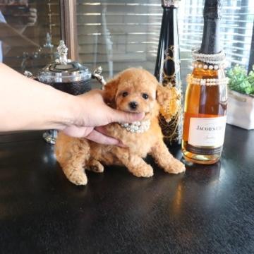 トイプードル(タイニー)【埼玉県・男の子・2022年6月9日・クリーム】の写真「可愛い男の子人気のクリーム」