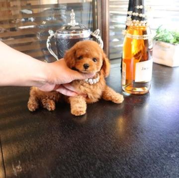 トイプードル(タイニー)【埼玉県・男の子・2022年5月2日・レッド】の写真「とても小さい母犬から生まれました」