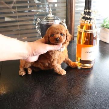 トイプードル(タイニー)【埼玉県・女の子・2022年5月15日・レッド】の写真「可愛い女の子」