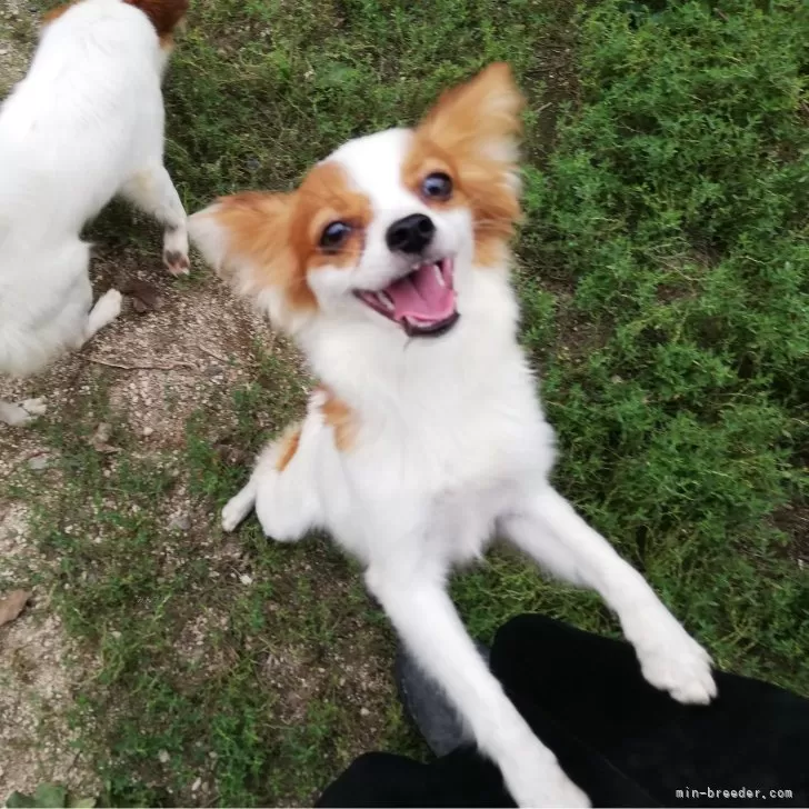 ID：2401-00482の子犬