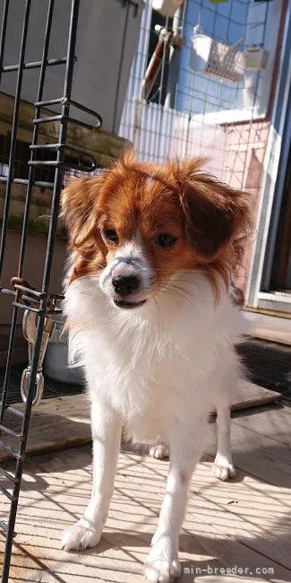 ID：2112-03350の子犬