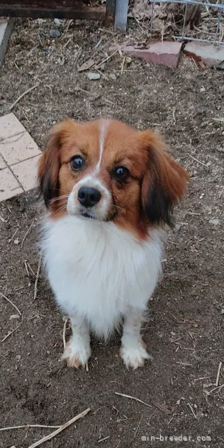 ID：2203-01555の子犬