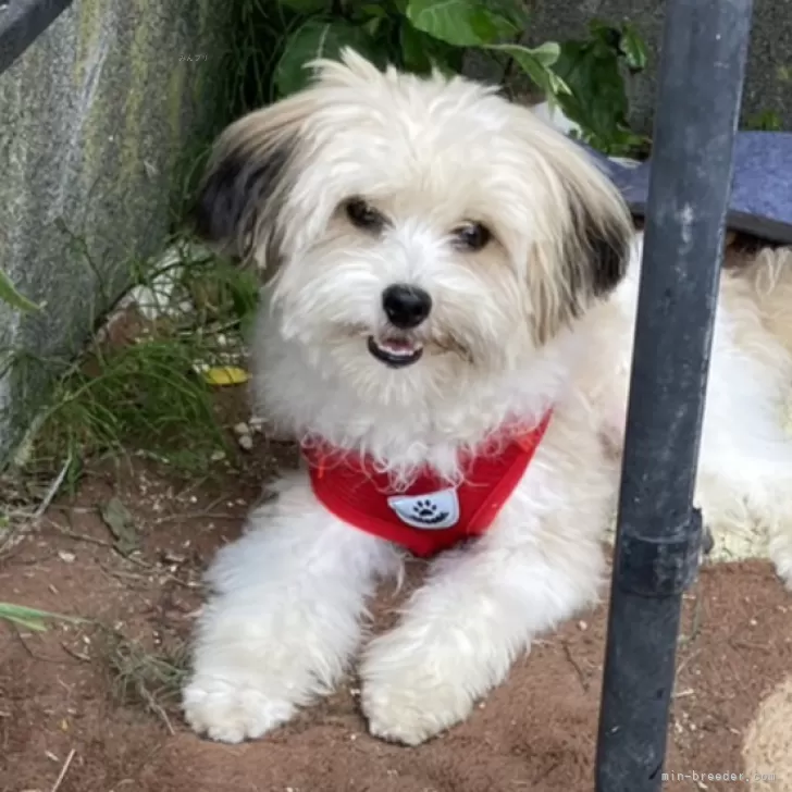 kazu 様のお迎えした子犬