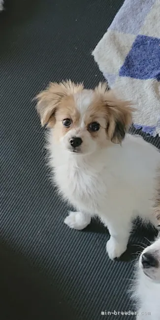 ID:2106-01373の子犬