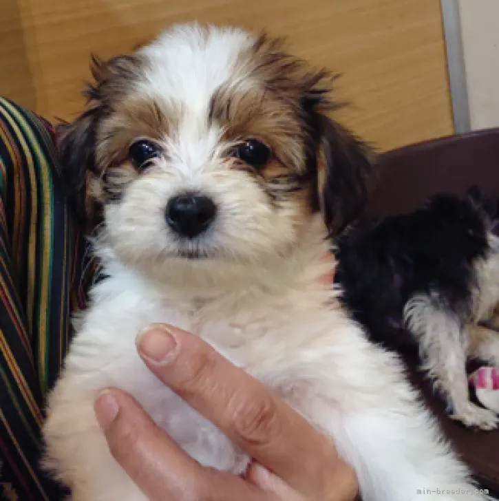 チョコ 様のお迎えした子犬