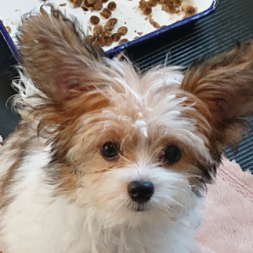 ミックス(パピヨン×チャイニーズ・クレステッド・ドッグ)【北海道・男の子・2023年7月23日・白/うす茶】の写真「YouTube追加 ヘラ君です💕」