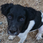 ブリタニースパニエル