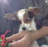 ミックス(チャイクレパフ×パピヨン)×パピヨン【北海道・女の子・2023年7月29日・白/うす茶】の写真2