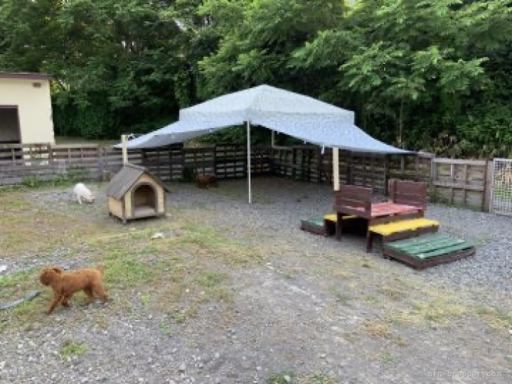 犬舎直結のドッグランでのびのびと過ごしています♪｜佐藤　亮介(さとう　りょうすけ)ブリーダー(北海道・トイプードルなど・JKC登録)の紹介写真3