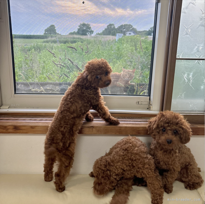 外にいたネコちゃんに興味津々😳｜佐藤　亮介(さとう　りょうすけ)ブリーダー(北海道・トイプードルなど・JKC登録)の紹介写真9