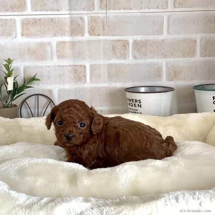 タイニープードル【北海道・女の子・2025年9月29日・レッド】の写真1「まったりと💗😘」