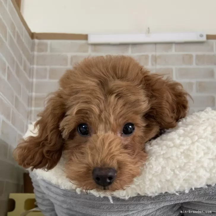 ID:2412-01579の子犬