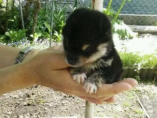 ID:1306-00507の子犬