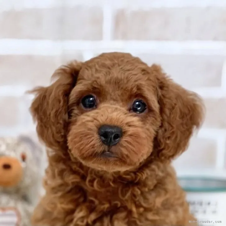 S.T 様のお迎えした子犬