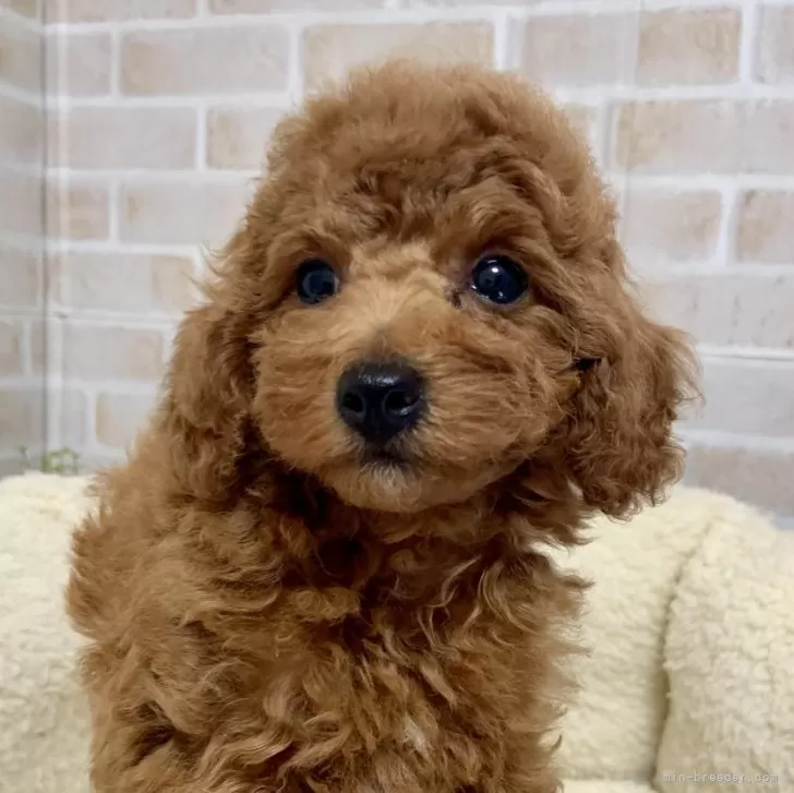 みやけん 様のお迎えした子犬