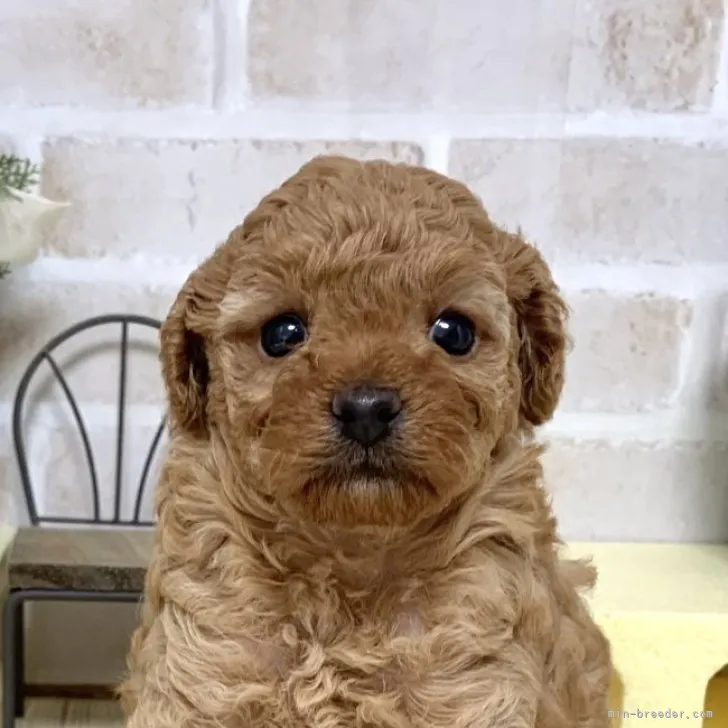 ちびあんず 様のお迎えした子犬