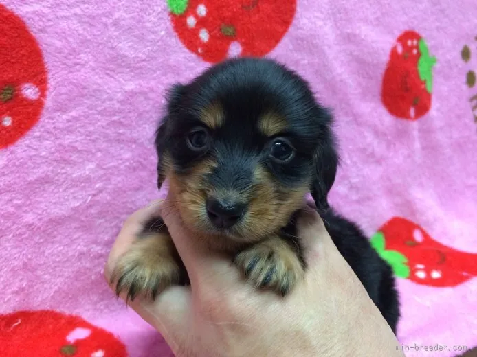ID：1509-01713の子犬