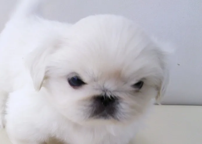 ID：1309-00790の子犬