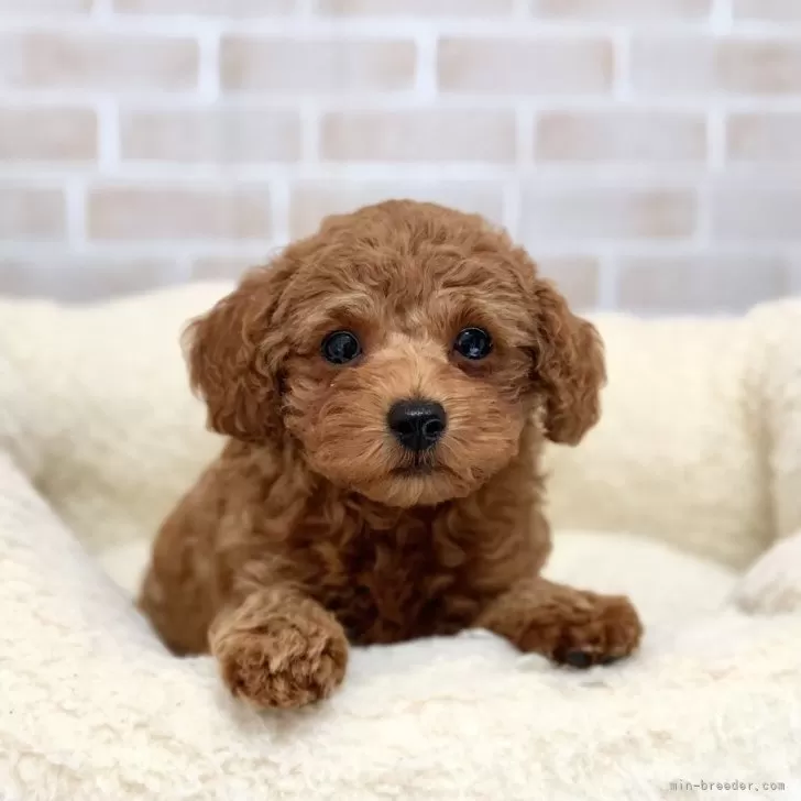 ID：2401-02574の子犬