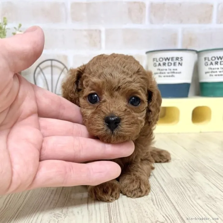 もーたん 様のお迎えした子犬