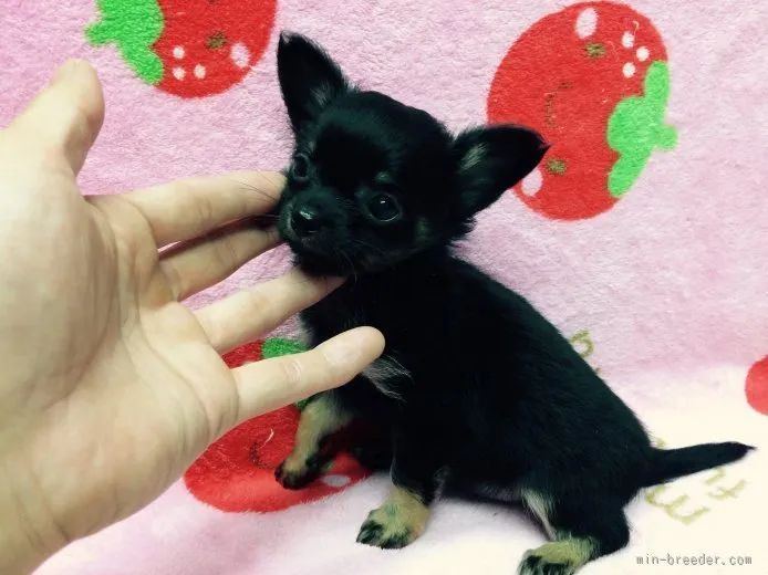 ほし。 様のお迎えした子犬