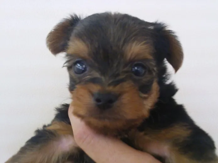 ID：1307-00220の子犬