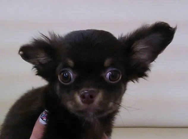 ID:1401-01203の子犬