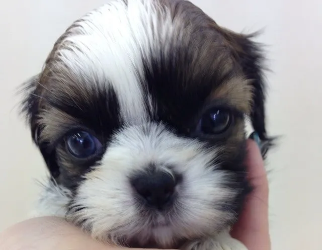 ID:1401-01208の子犬