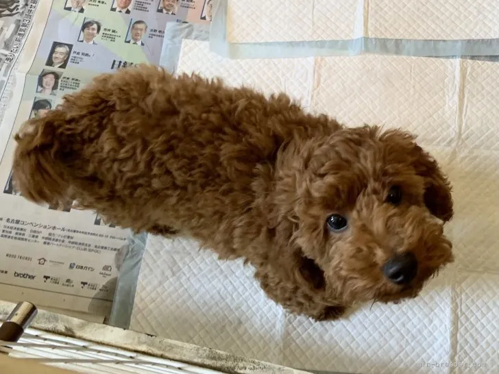 ID:2112-03297の子犬