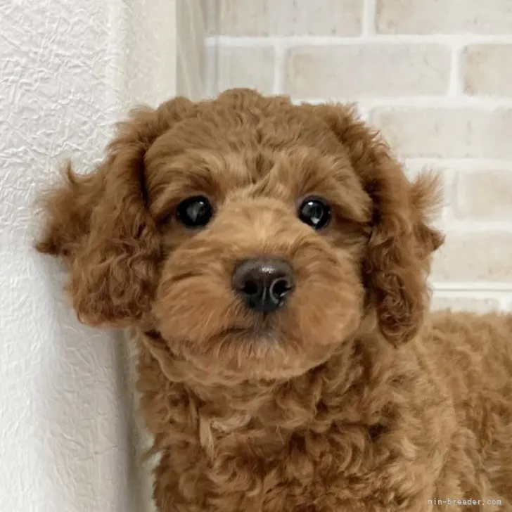 ID：2304-00600の子犬