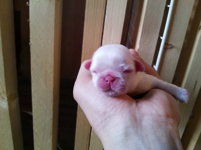 ID：1402-00271の子犬