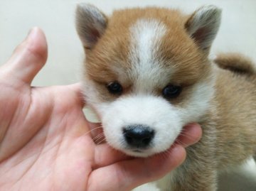 柴犬(標準サイズ)【北海道・女の子・2015年5月14日・赤(ブチ)】の写真「ブチでかわいいお顔です♪」