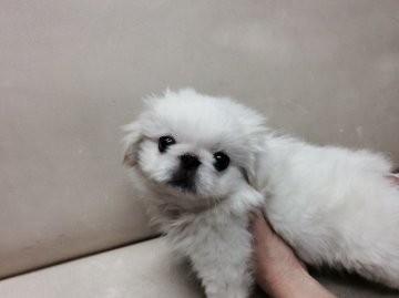 ペキニーズ【北海道・男の子・2015年5月24日・ホワイト】の写真「人なつこくて可愛い子です」