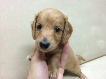 ミニチュアダックスフンド(ロング)【北海道・男の子・2015年7月9日・ゴールド】の写真「きれいな毛色の兄弟♪お母さん小振りです」