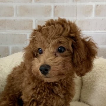 トイプードル(トイ)【北海道・男の子・2024年6月7日・レッド】の写真「人なつこい男の子🐶遺伝病3項目発症しません✨」
