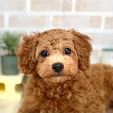 トイプードル(トイ)【北海道・男の子・2023年9月2日・レッド】の写真「人なつこくて可愛い子です♪ワクチン2回込み！」