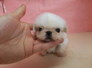 ペキニーズ【北海道・男の子・2015年2月21日・ホワイト】の写真「小振りでとっても可愛いお顔の男の子♪」