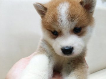 柴犬(標準サイズ)【北海道・男の子・2015年5月14日・赤(ブチ)】の写真「ブチでかわいいお顔です♪」